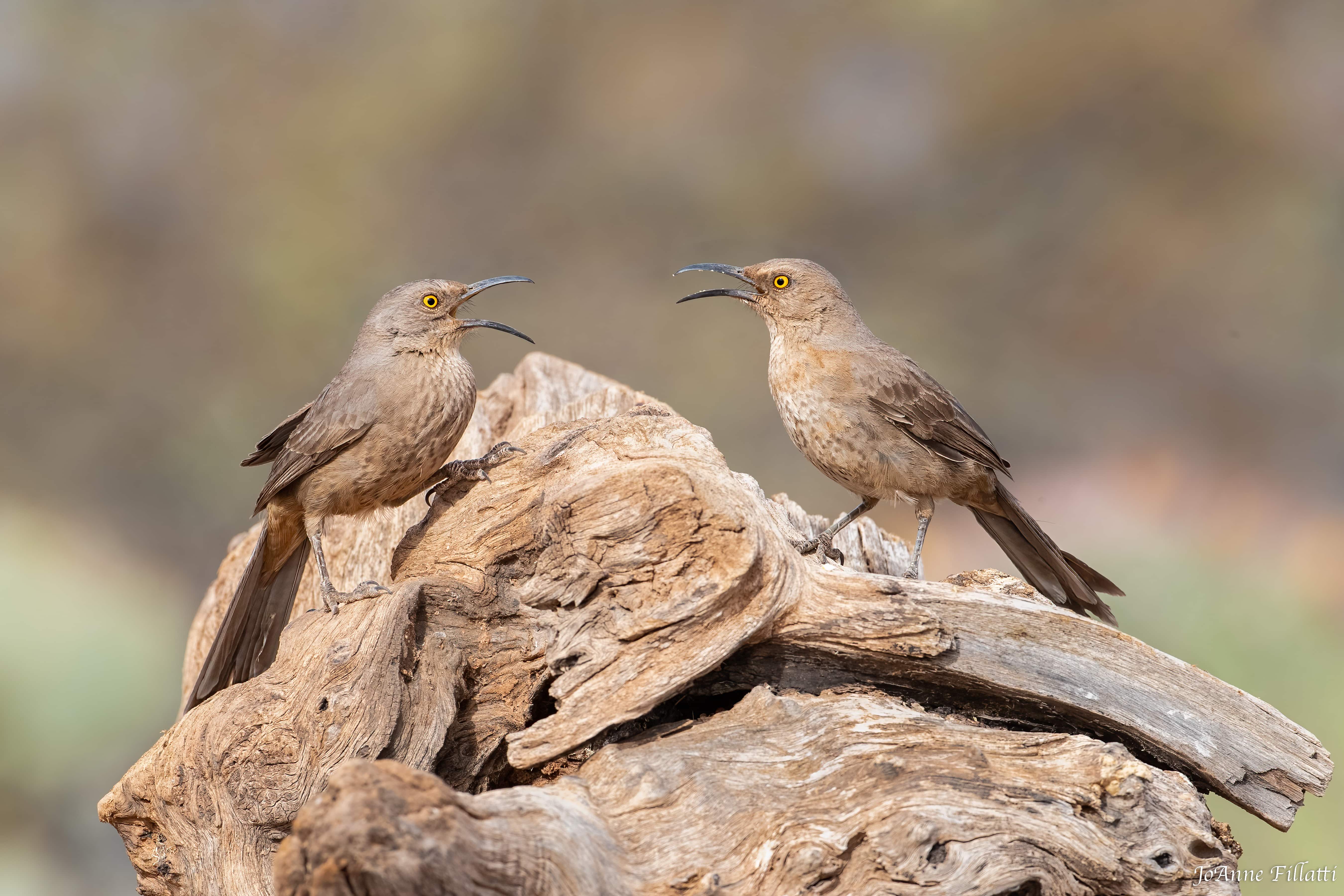 bird of arizona image 4